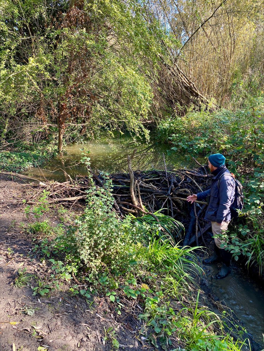 Yesterday marked 1 year of beavers in Ealing. One of the most incredible projects I’ve ever been part of, with a fantastic group of people. It’s been astonishing to watch the beavers thrive &amp; transform the landscape, already so many new species recorded! And look at this dam!