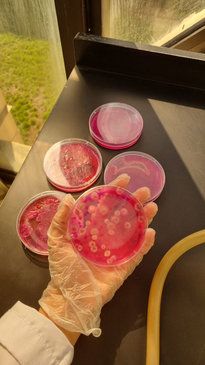 نادي الأحياء | BIOLOGY CLUB (@bioclub_iau) on Twitter photo 