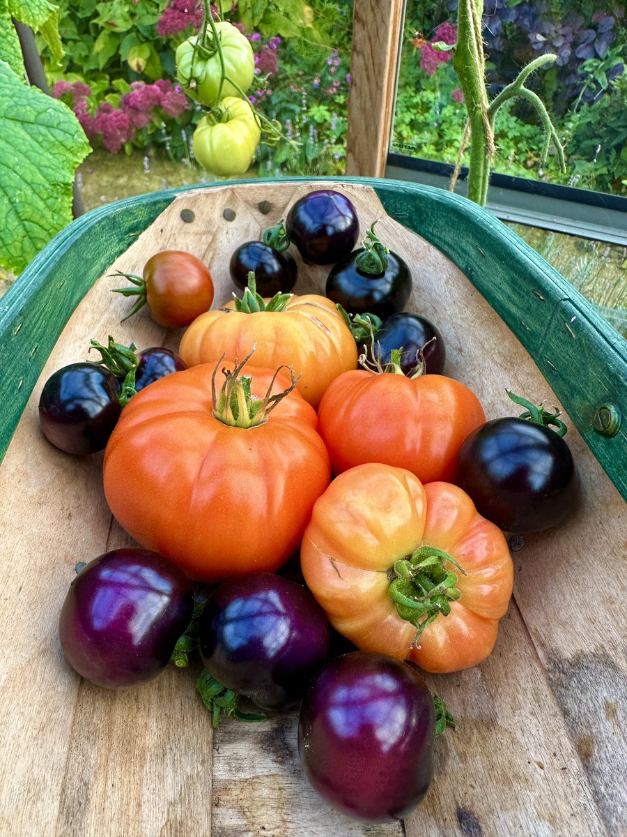 Walnut Kitchen Garden 🌶🫑🌼🍅🥦🌸🫐🍒🌿 tweet media