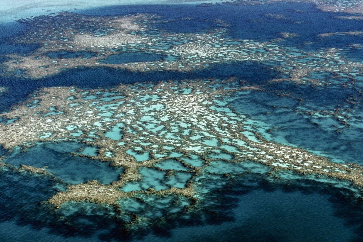 NewCaledonia's tweet photo. 🐠 Have you #experienced the #splendour of #PoéLagoon? This #NaturalTreasure is #teeming with #MarineLife, featuring the renowned #SharkPass, a captivating #spot to observe these #MajesticCreatures in their #NaturalHabitat 🐟 

#EternalNewCal

📷  © Ethan Li｜JC Robert｜NCT https://t.co/Y5eXVRJsVJ