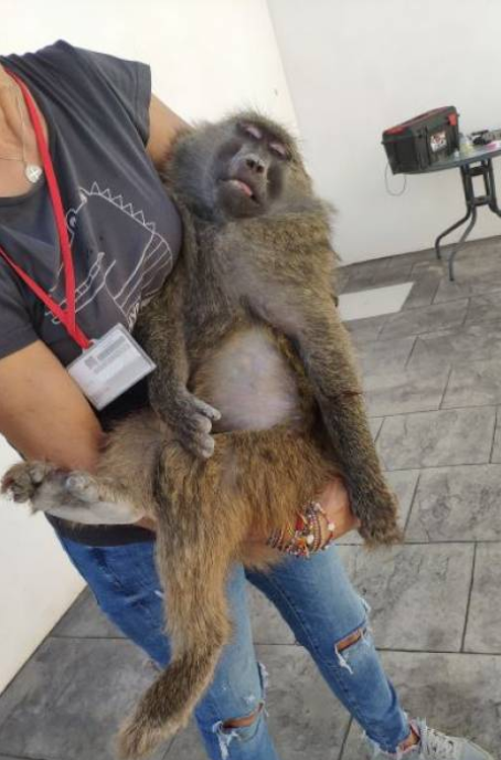 AboliciónVivisección tweet media