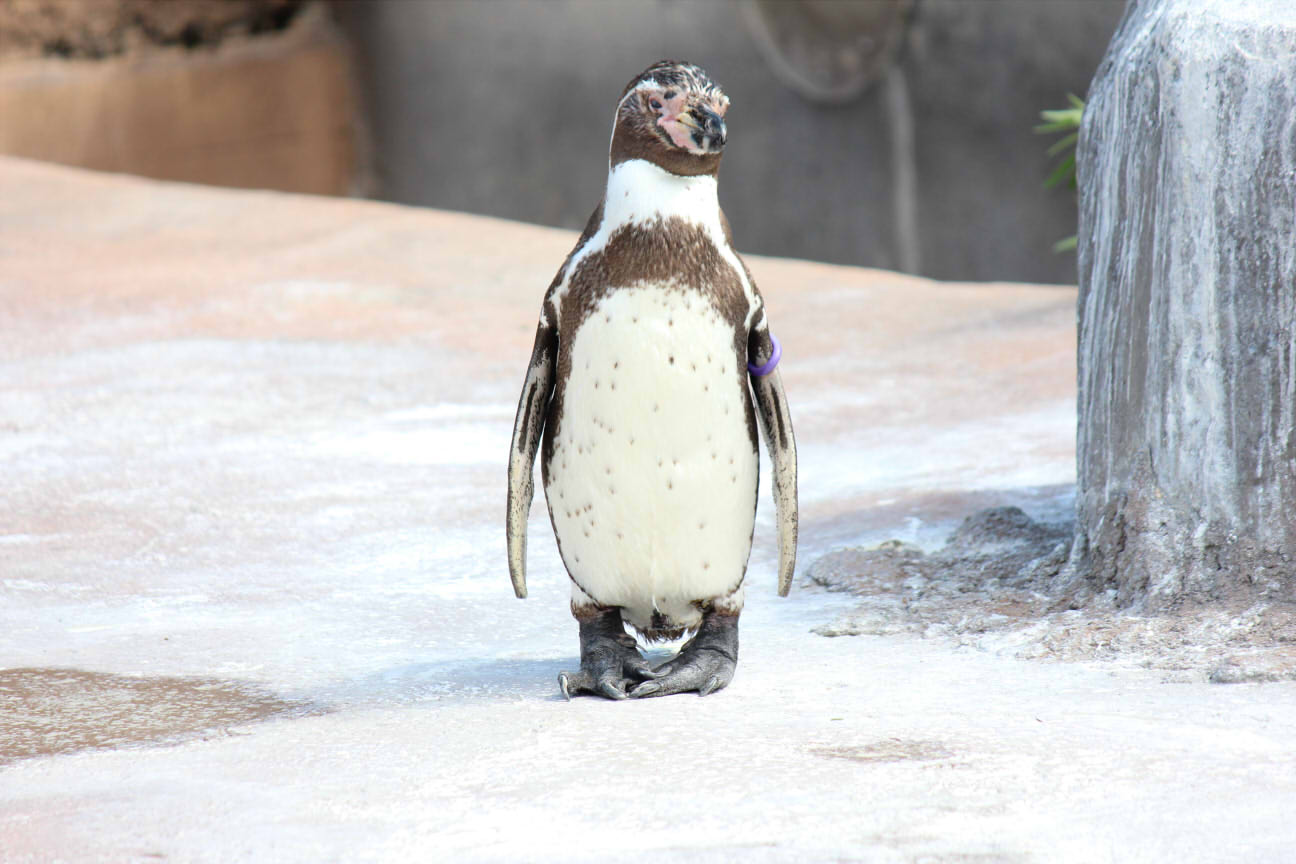 ペンギン様 マゼランペンギン】長崎で作られた組木の立体パズル・木の