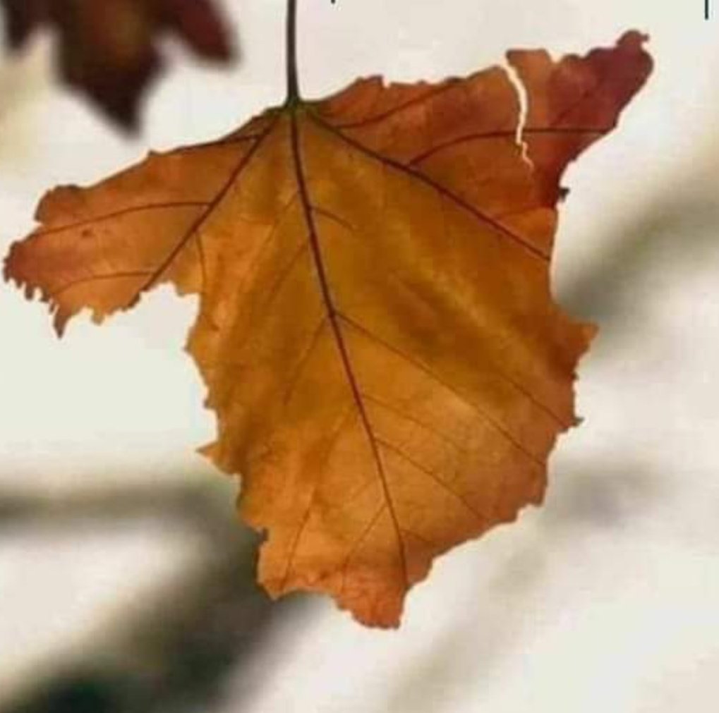 Albert Roma Monrós (@monros_roma) on Twitter photo 