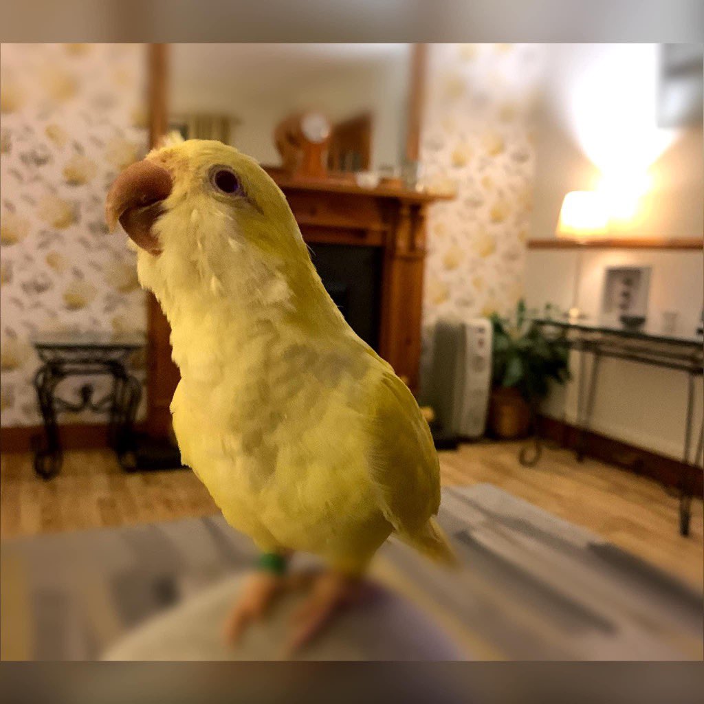 Baby Daisy taken 3 years ago…aww💛🌼