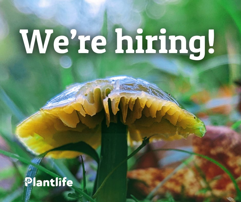 We're #hiring!🍄 

🌱 Partnerships Officer (Closes Monday 14 October)
🌺 Finance Manager (Closes Wednesday 23 October)
🍃 Head of Business Development - Nature Markets (Closes Monday 28 October)

Find out more and apply now 
👉 bit.ly/43C3qwZ