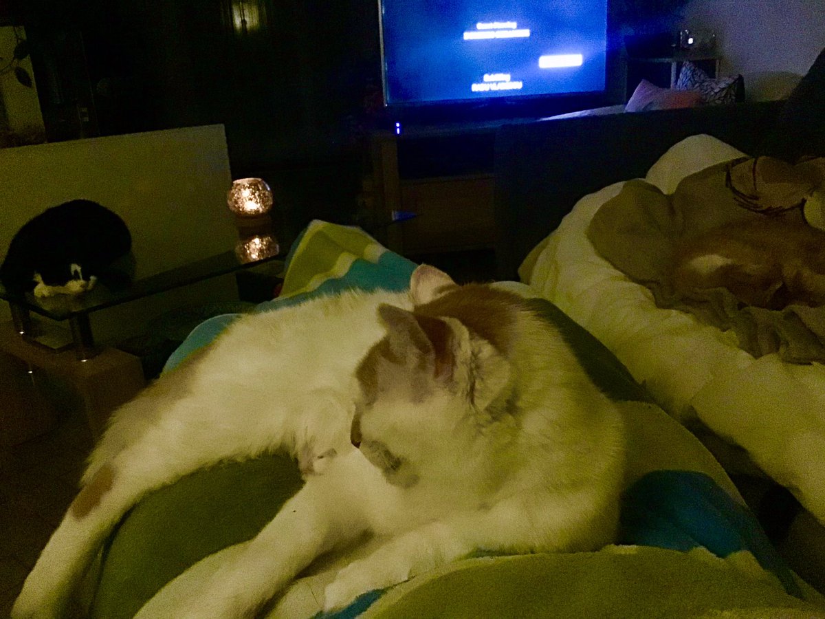 Still dark here, we’re all chilling inside, or I should say, warming, it’s real cold outside this #Caturday 🐾🙀🐾 - signed Bella, Kenza &amp; Maximus