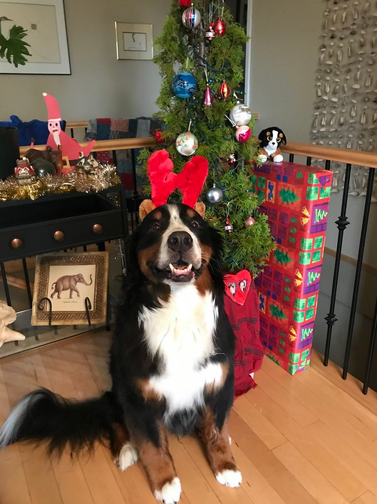 BerneseChain's tweet photo. DecemBern https://t.co/KdLJzeX5eO