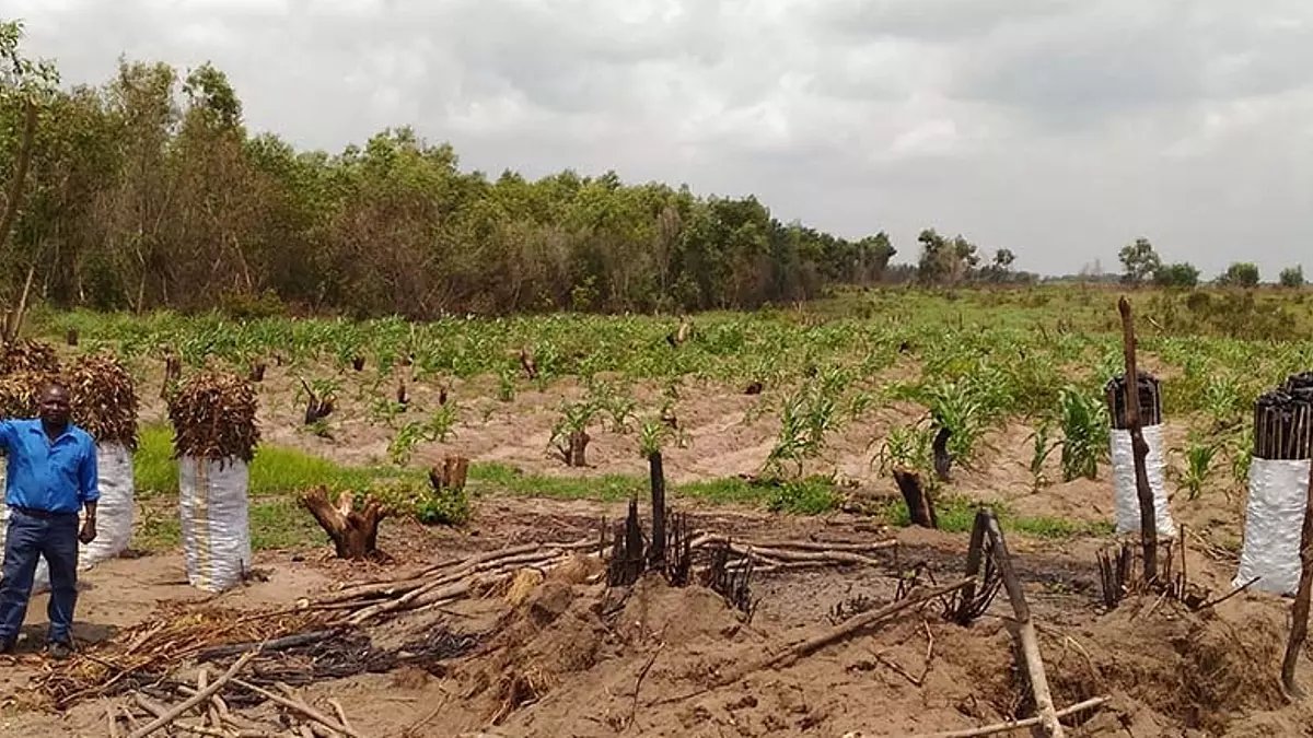 Forêt : En début de la semaine prochaine, la RDC va lancer le PROGRAMME D’INVESTISSEMENT POUR LA FORET ET LA RESTAURATION DES SAVANES (PIFORES), financé par la BM. La Directrice générale des opérations de la <a href="/Banquemondiale/">Banque mondiale</a> Anna Bjerde, y prendra également part, aux cotés de