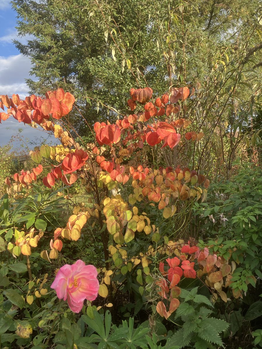 CarlCape's tweet image. Autumnal vibes as we return ‘live’ to the studio, tune in at 11am-1pm for gardening and nature chat, ‘tea for two’, ‘what’s in the bag?’, and great music 😎on: lionheartradio.com
