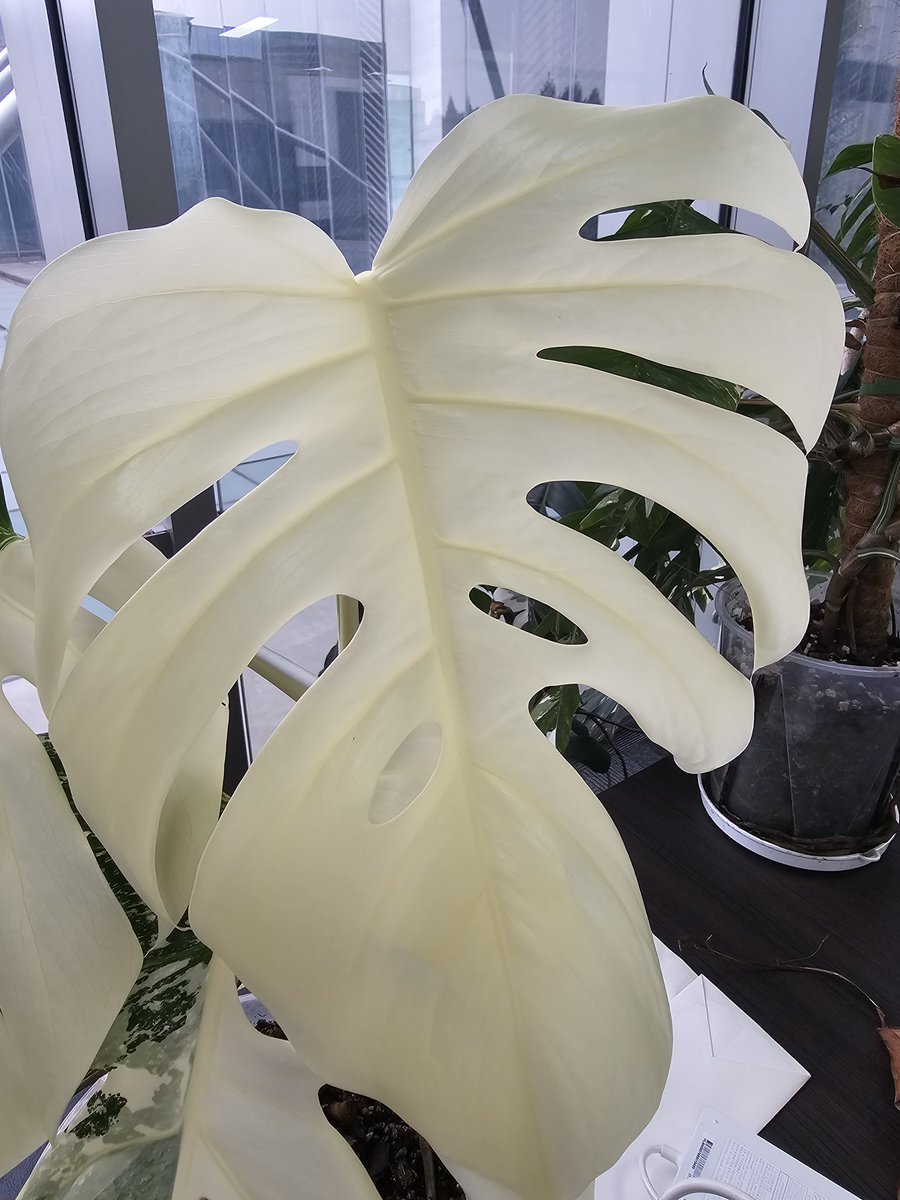 新叶全锦 也不知道要不要切掉