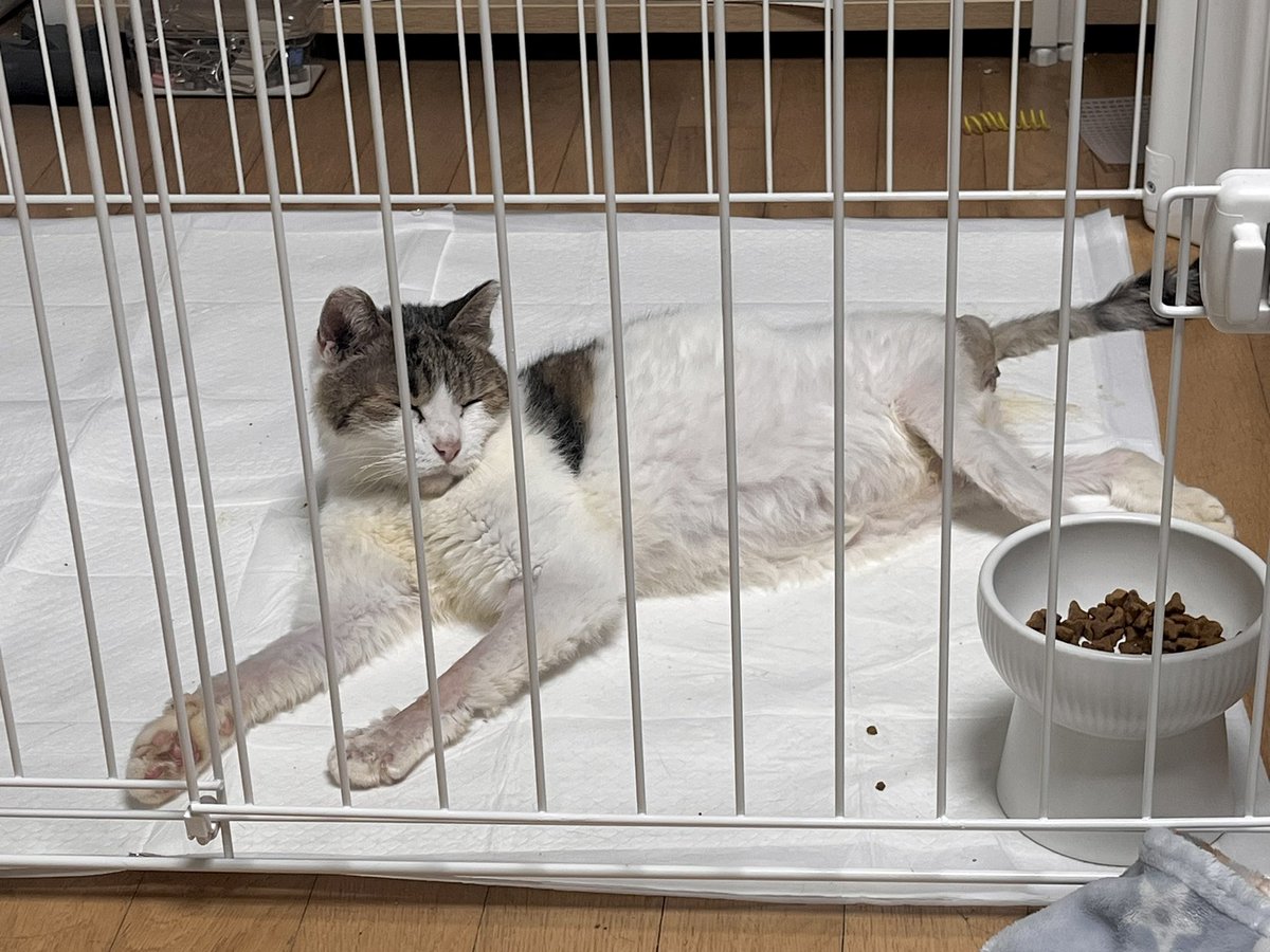 배 오동통한 흰살고등어를 보라... 내가 해냈다...