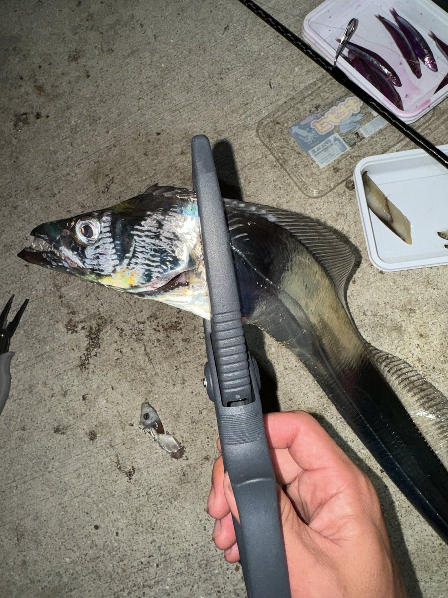 幻のタチウオを釣り上げた
本当に大阪湾に居ったとは！
追いかけて4年（結構がち