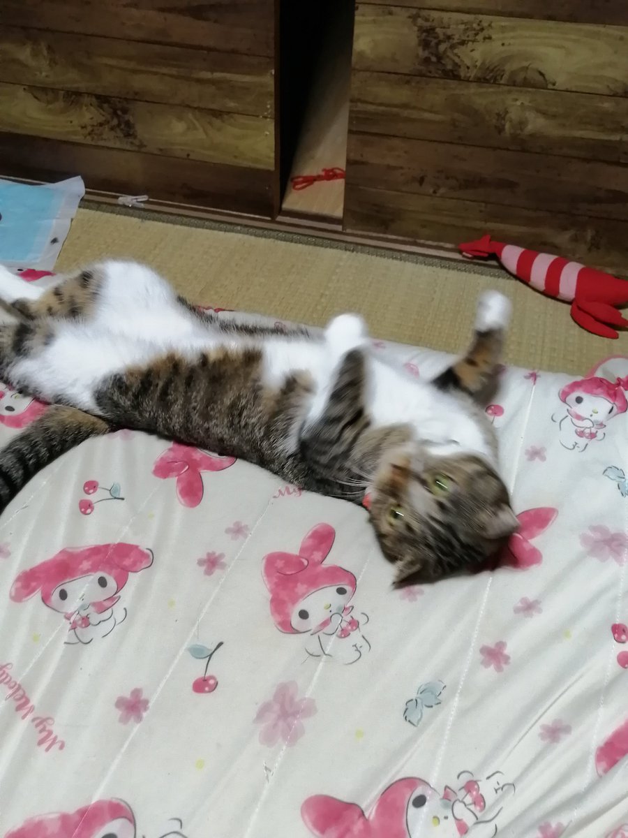 080_9691's tweet photo. 今晩にゃ🐱　　今日は、久々の秋晴れだったにゃん、いっぱいまんまのちとほちてまちた💦ひめママがちっちちたから、大変にゃったし、ひめママたんオムツされたにゃん😱 https://t.co/qeJW32EVXh