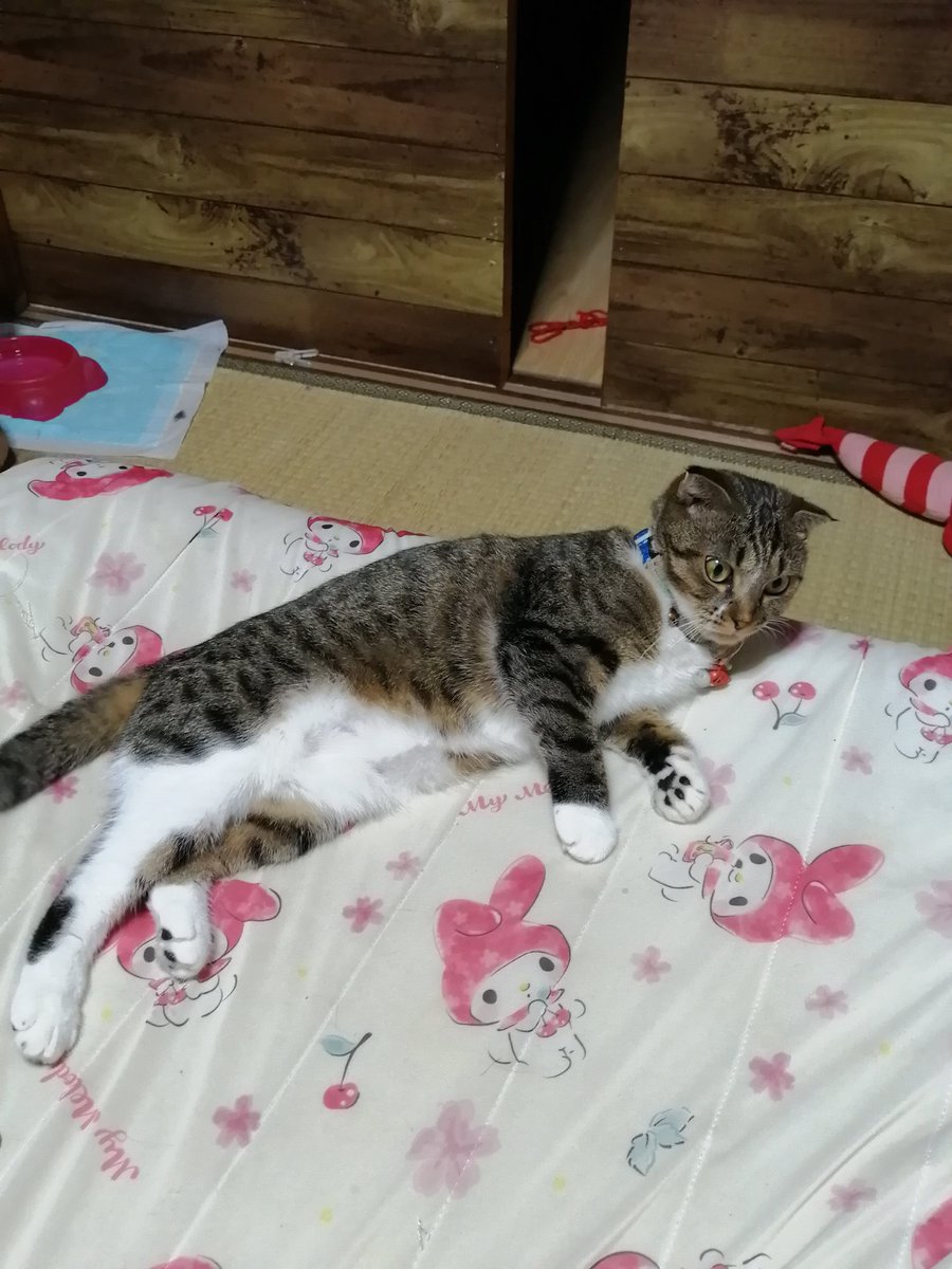080_9691's tweet photo. 今晩にゃ🐱　　今日は、久々の秋晴れだったにゃん、いっぱいまんまのちとほちてまちた💦ひめママがちっちちたから、大変にゃったし、ひめママたんオムツされたにゃん😱 https://t.co/qeJW32EVXh