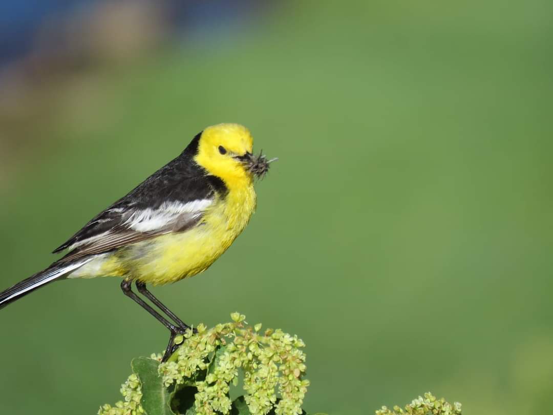 12 October 🐞🐦‍⬛🌎#WorldMigratoryBirdDay

This year’s theme, “Protect Insects, Protect Birds”, emphasizes the critical role insects play in the lifecycle of many migratory birds &amp; draws attention to the alarming global decline in insect populations.

Featuring birds from 🇵🇰 👇