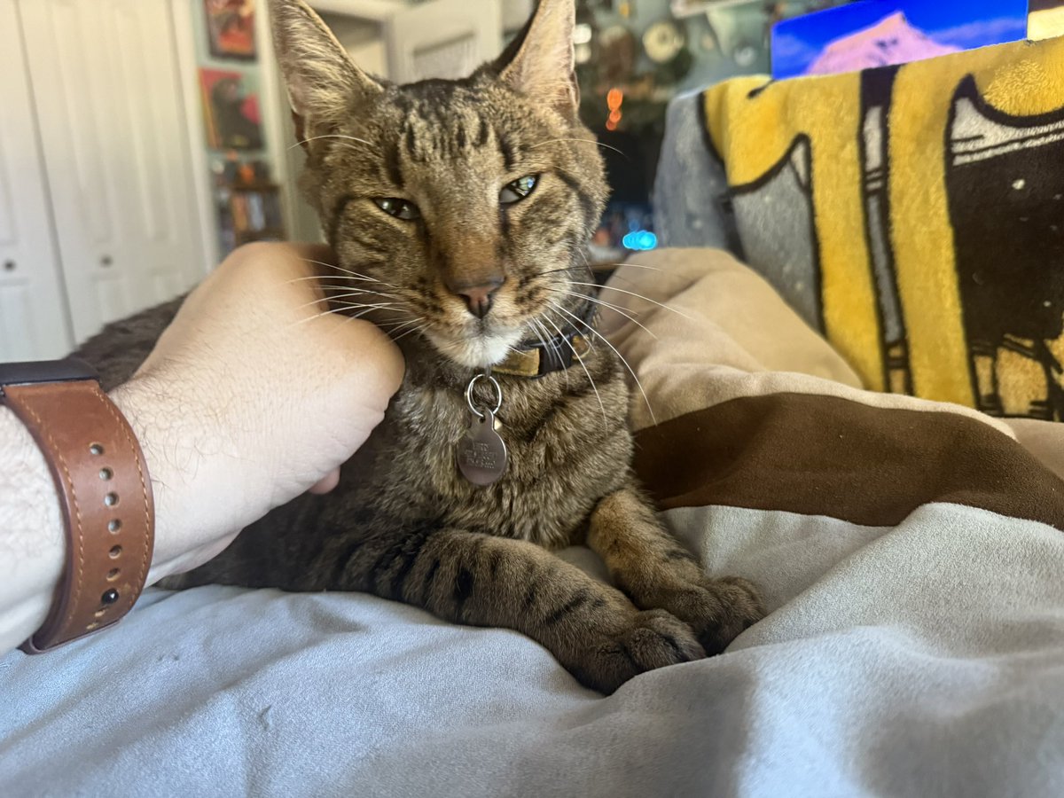 MasterFwiffo's tweet photo. Merry (named after the Hobbit) was my beloved little buddy for 10 years.  He was always friendly and adventurous, had the loudest purr you could imagine. I loved him so much, and miss him terribly. Thank you for 10 wonderful years Merry.  I miss you so much. 💔 https://t.co/eZjSattbWo