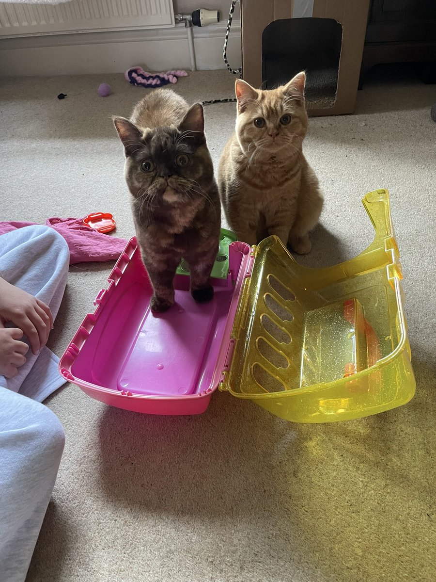 SkittyKitty21's tweet photo. A quick trip to the vet this #Caturday for post spay check ups. Now helping licklest human play vets as our collars are off. #Xcats #CatsAreFamily #CatsOnX #CatsOfX https://t.co/mYDaoyV4i9