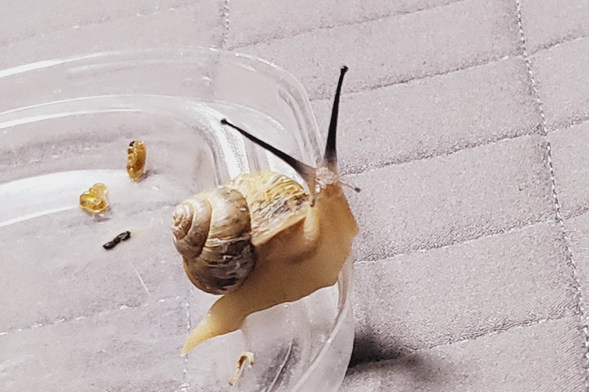 가끔 명주들 번갈아가면서 산책시켜주는데

다들 신나하는 모습보면 집사도 기분이 좋다😊🐌