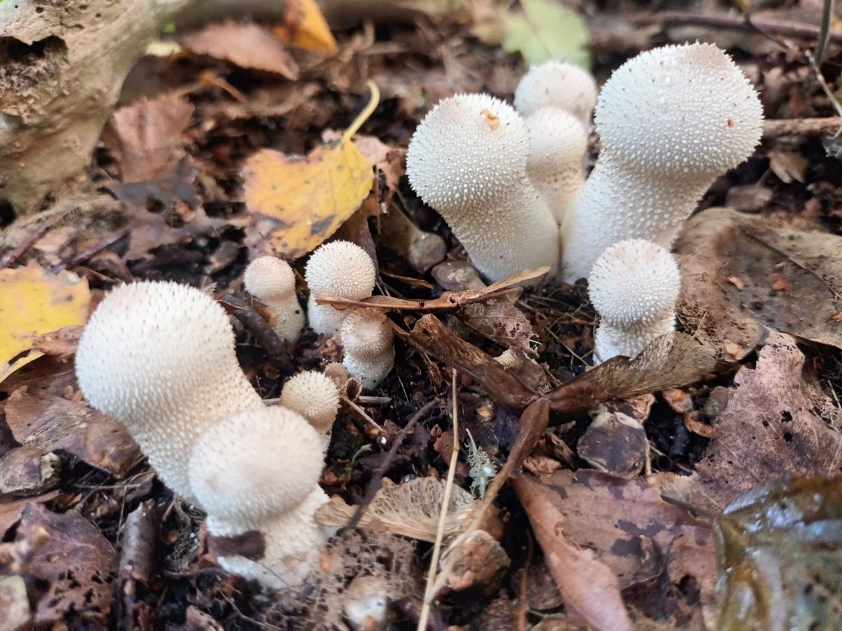 My kitchen cabinets need a clear out. Here is a family of Pestle puffballs for you: Handkea excipuliformis.
#fungi #mushrooms #nature #forestfloor