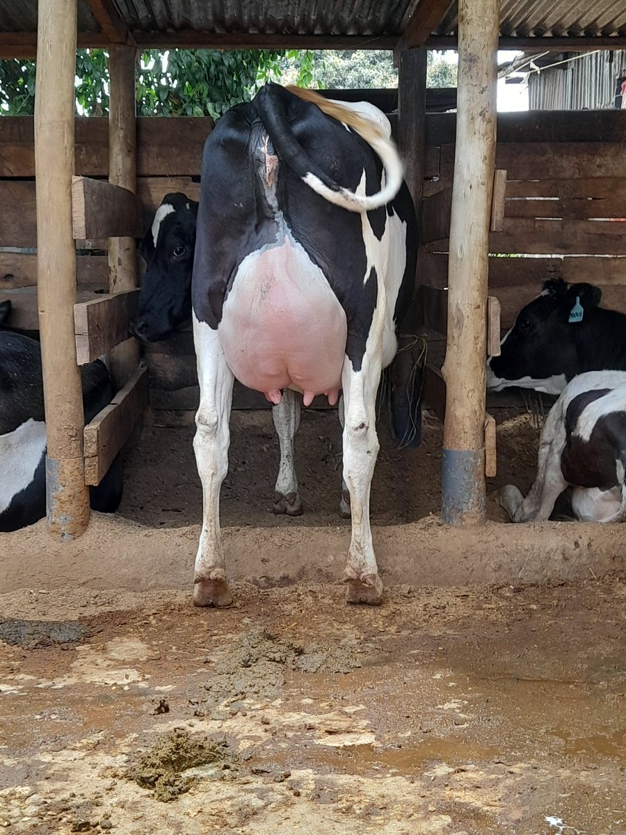 JimmyWanjiru5's tweet photo. QUALITY !🔥✅️

Exxcellent steaming program ✅️  
#qualitybreeds  

For the very best pedigree dairy breeds call/whatsup +254713802746 to book yours!
 #mailsafi https://t.co/byDxV053V1
