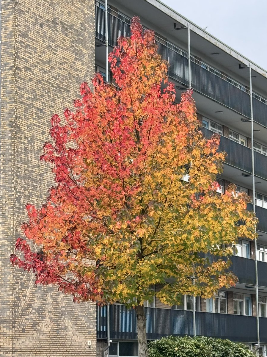De prachtige kleuren van de #herfst