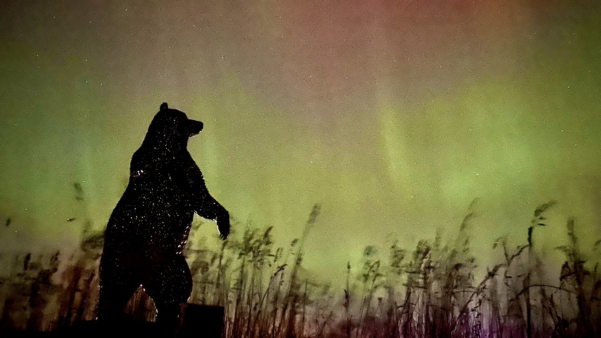 The <a href="/Dunbar_Bear/">Dunbar Bear</a> enjoying the lights on Thursday #AuroraBorealis