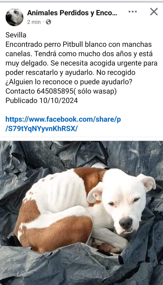 isabelg16993387's tweet photo. 🆘 MÁXIMA DIFUSIÓN🆘Joven Pitbull abandonado, todavía no rescatado sigue en la calle😭#SEVILLA ☎️645085895 @Lobo_maltes @jacamp98 @SilviaMylo @unaiwind @up_person @Boni_Boni31 @Ainhara69 @Marisa84157935 @madisonhartford @VidasSos @DesventurasCleo @TAmorAnimal @SyA06583233 https://t.co/w8azMuGm0B