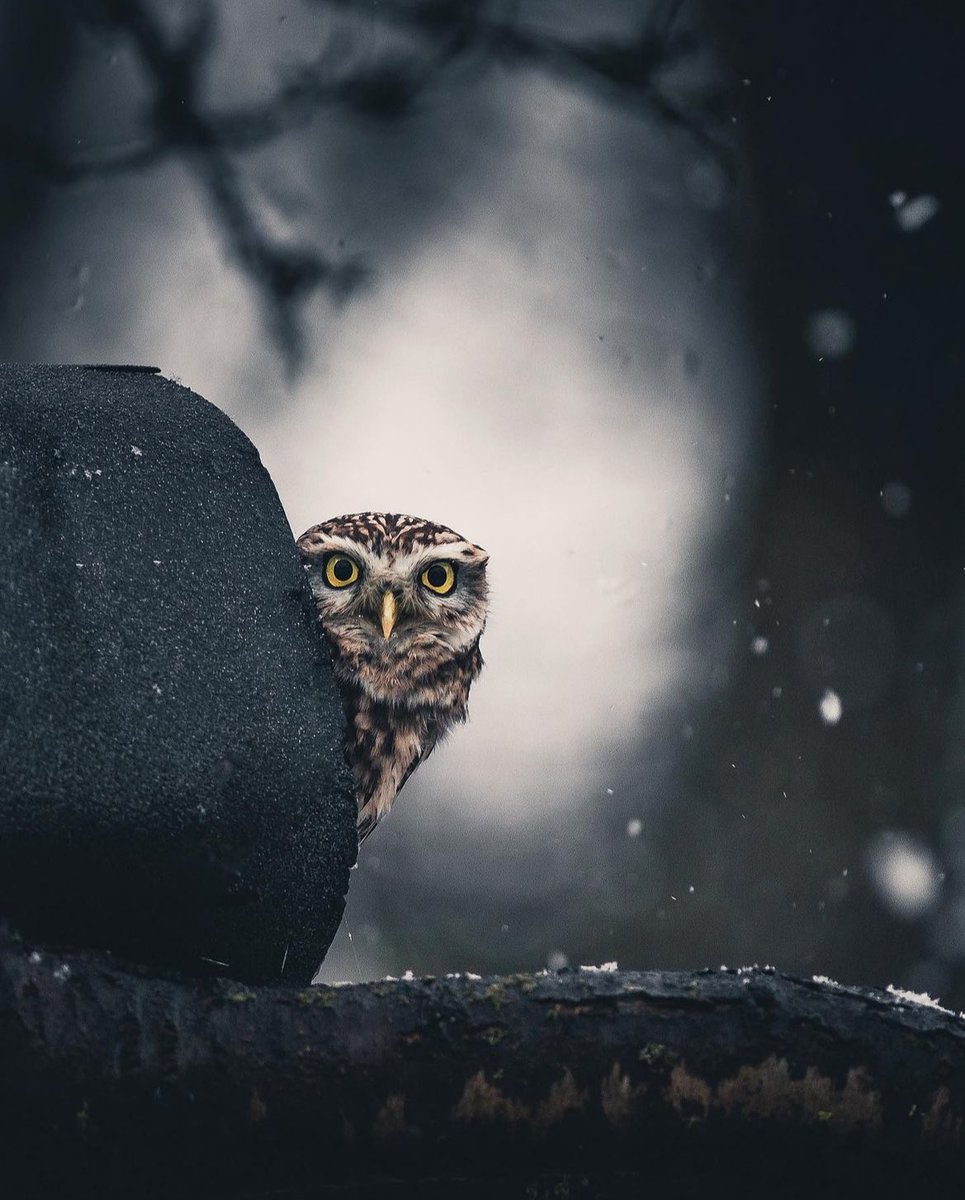 ~ A little owl peeking out of it's nest while the first snow fall paints the landscape white in Venlo, Netherlands 🦉