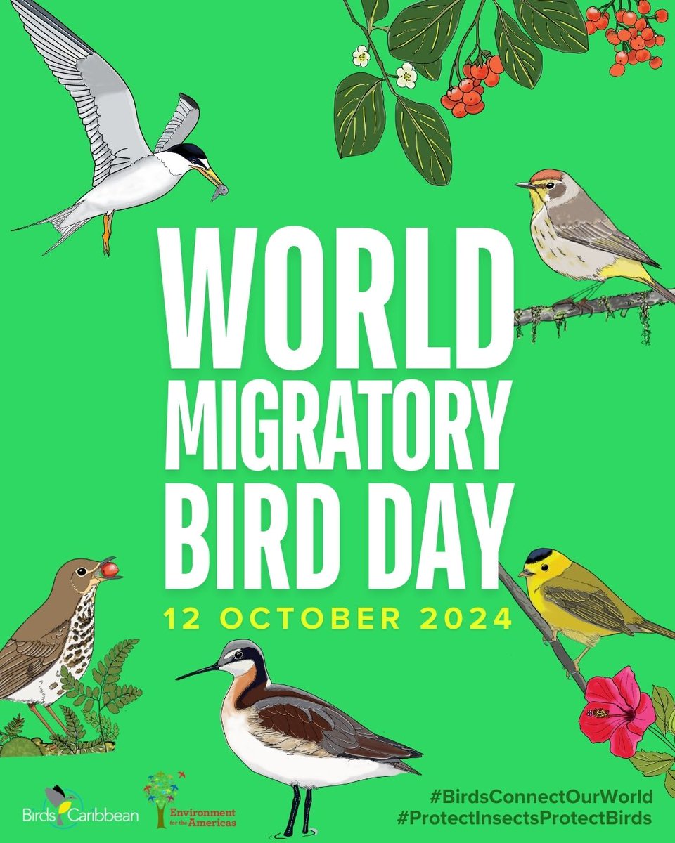 BirdsCaribbean's tweet photo. Today’s the day! 🎉 It’s #WorldMigratoryBirdDay 🌎️ & #OctoberBigDay 🦆—let’s grab our #binoculars & celebrate our marvelous #birds!
We know some of you couldn’t wait to get started & have been birding since yesterday—after all, it’s also #GlobalBirdWeekend!✨️
@Team_eBird https://t.co/8oBOvN1bF5