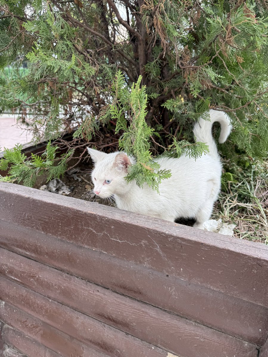 6-7 aylık dişi ve kısırlaştırılmış bu dünya güzeline yuva arıyorum. Biri parka bırakıp gitmiş. Çok ürkek. Kedilerden korkuyor. Yer: Beyoğlu