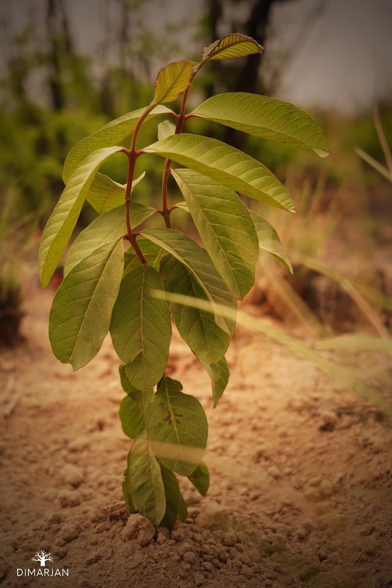 DimarjanAngola's tweet photo. New beginnings! 🌱 Our young saplings flourishing after planting—an early sign of the agroforestry system we envision for Angola’s future. This is what #sustainable growth looks like to us💚. #Growth #Dimarjan #Carbify $CBY #GreenAfrica #CarbonOffset #PlantMoreTrees https://t.co/uZBA77cQLF
