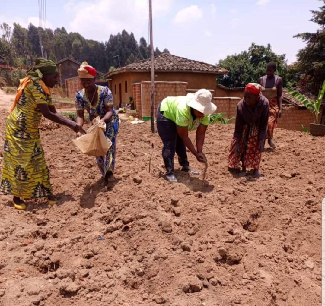 Marked #InternationalDayoftheGirl2024 (Oct 11) with our female youth market facilitators. Under <a href="/kopabinya/">KOPABINYA FARM SERVICE CENTER</a> Farm Service Center in <a href="/Nyamagabe/">Nyamagabe District</a>, the youth support farmers to use good farming &amp; climate smart practices, and quality inputs to improve yield🥦 and gain income. #IDGC2024