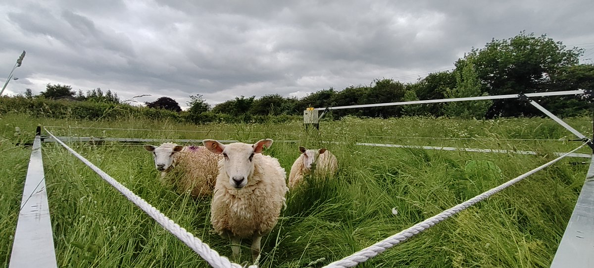 ROBOTIC MOB GRAZING ? Good Idea?
 
Enter MOB-BOT - The robotic mobile grazing system Find out more : shorturl.at/dVtnO 

#grazing #sheep #farming #farmer #soil #grass #mobgrazing #farm #sheeps #sheepblasts #regen #regenerative