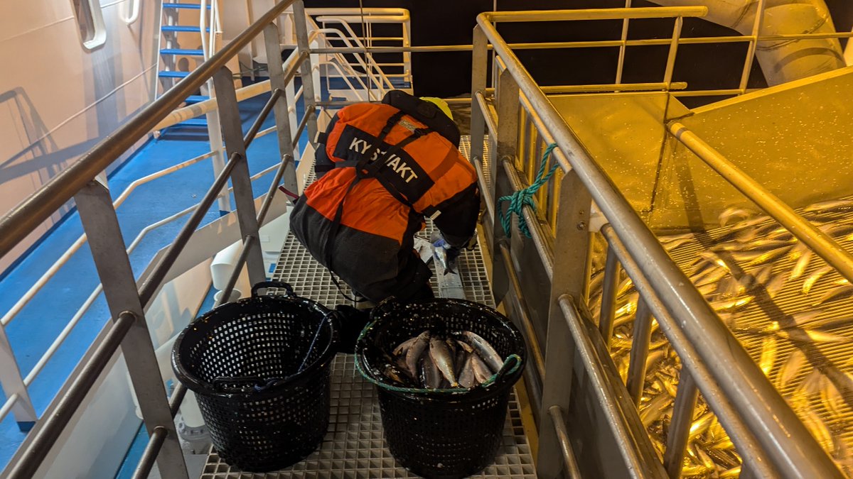 KV Barentshav har den siste tiden drevet ressurskontroll i sildefisket på kysten av Finnmark og Troms. De siste dagene har silda trukket lenger inn på fjordene, og fangstene så langt har vært gode. Fin størrelse på silda og lite innblanding av andre arter.