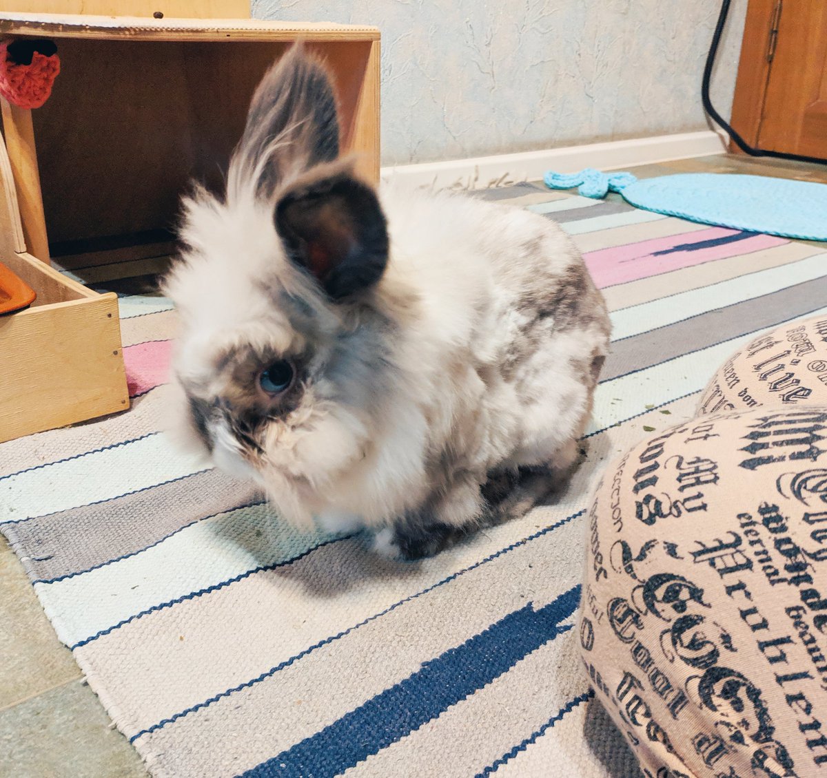 Umbra Love 🕊️ tweet media