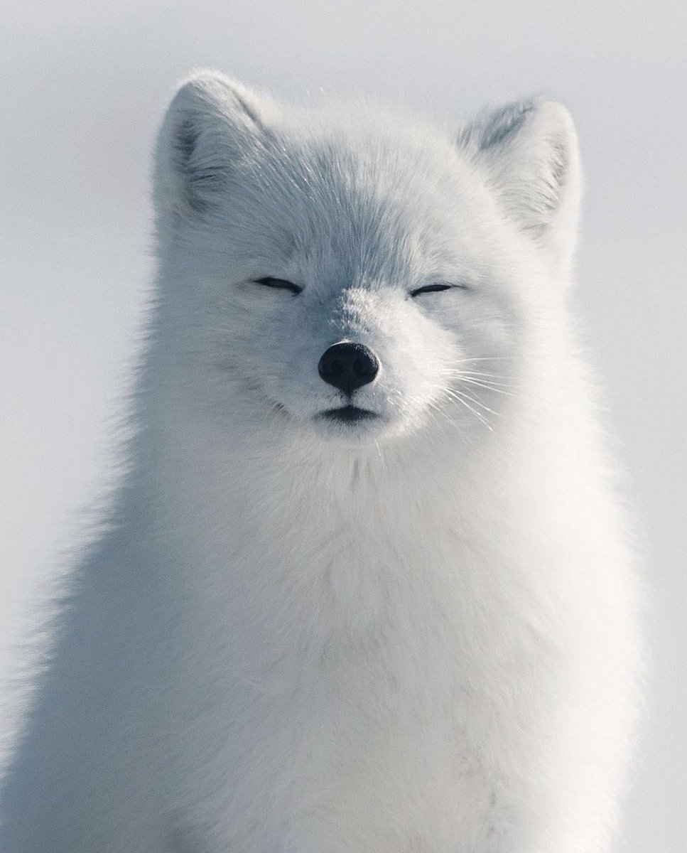 An arctic fox enjoying the sunshine in Swedish Lapland.