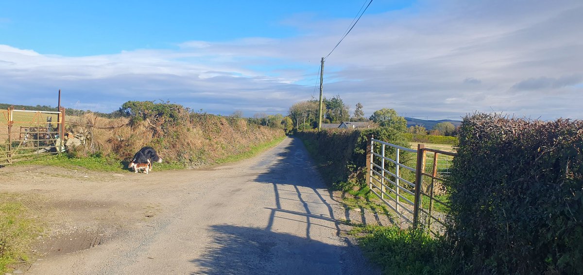 Wfskelton's tweet photo. Breezy but nice here near Bunclody https://t.co/2aIfbUQW3F