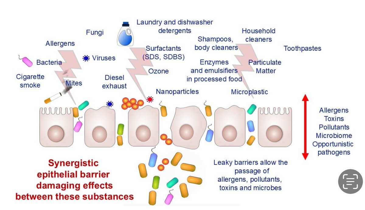 A milestone publication on 68 diseases and 2 billion patients linked to epithelial barrier defect and microbiome with 48 experts. 

Download open access article here: doi.org/10.1111/all.16…

Website: epithelialbarriertheory.com 

Tomorrow 13 Oct will be the barriers awareness day