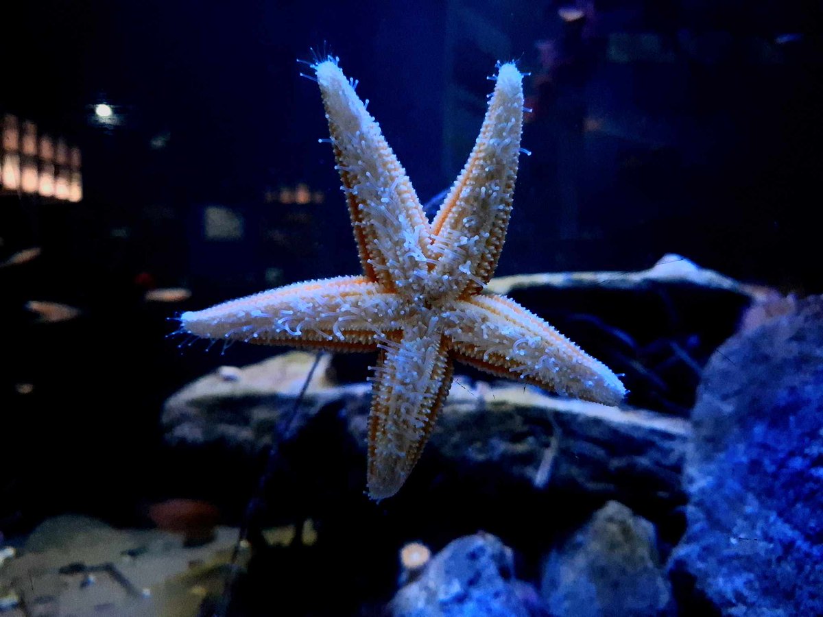 We're open throughout October, whatever the weather. See below for our current opening times 😊

Sat 10:00 - 4:00
Sun 10:00 - 3:30
Mon 10:00 - 4:00
Tue 10:00 - 4:00
Wed 10:00 - 4:00
Thur CLOSED
Fri CLOSED