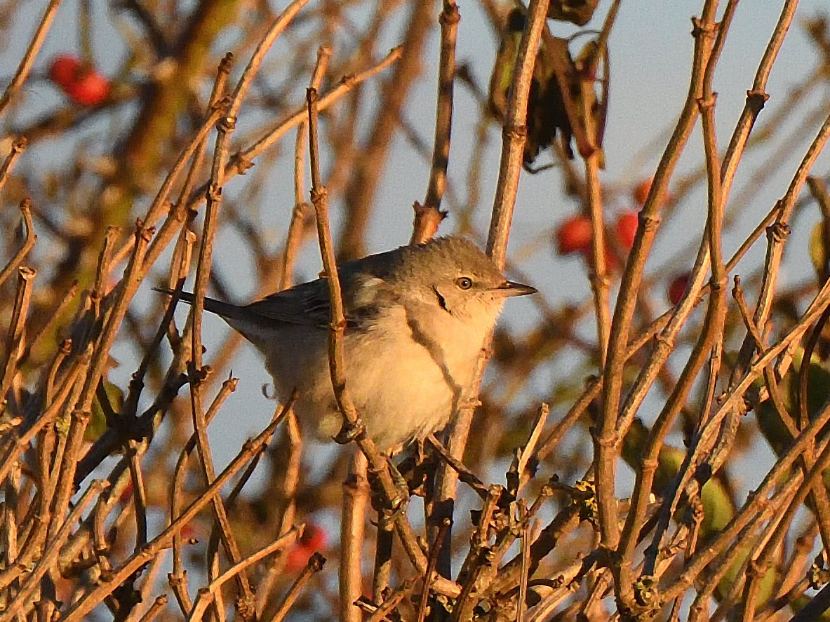 lenhunter19's tweet photo. Better views of Barred Warbler Barns Ness this morning @birdinglothian @RSPBEdinburghLG https://t.co/5O2LNKrhMC
