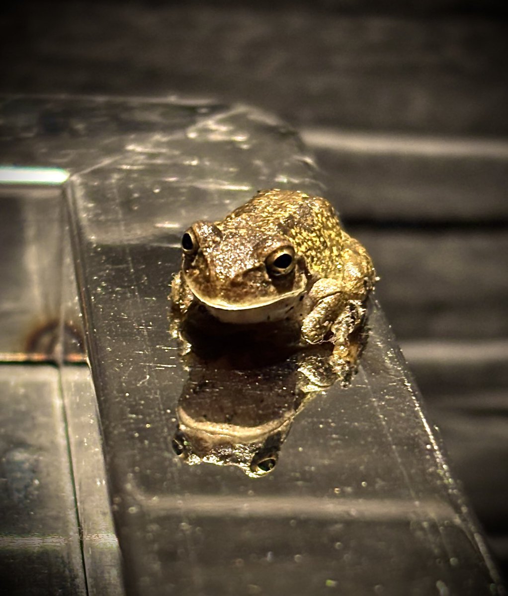 カエルさんと喫煙