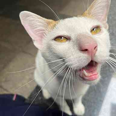 Catster & Co บ้านพักพิงแมวจร tweet media