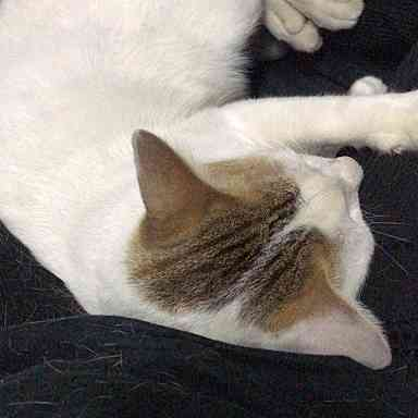 Catster & Co บ้านพักพิงแมวจร tweet media
