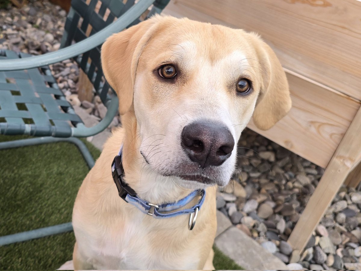 Piper THE Therapy Dog tweet media