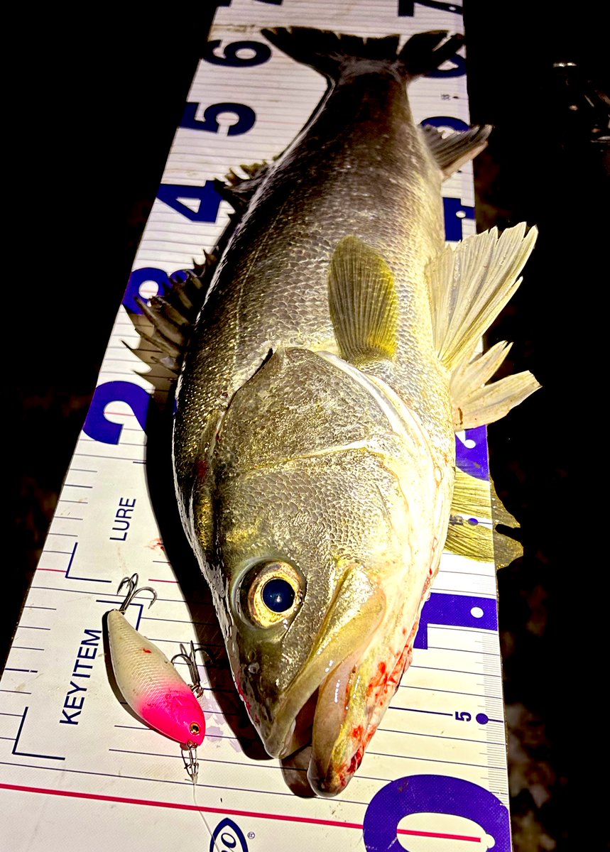 bluefishing0928's tweet photo. オグルでボコボコ🔥
食い方はシビアだけどパターンが分かればあとは丁寧に探るだけ!
たまにそこそこいい魚混じってちょっぴり秋🍁🍂
#NORTHCRAFT
#AirOGRE70SLM https://t.co/TLSh1EtNFK