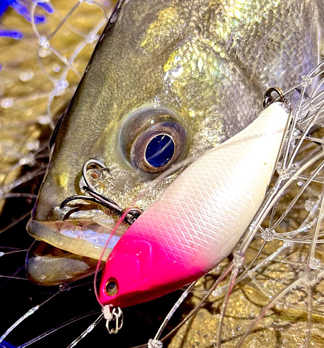 bluefishing0928's tweet photo. オグルでボコボコ🔥
食い方はシビアだけどパターンが分かればあとは丁寧に探るだけ!
たまにそこそこいい魚混じってちょっぴり秋🍁🍂
#NORTHCRAFT
#AirOGRE70SLM https://t.co/TLSh1EtNFK