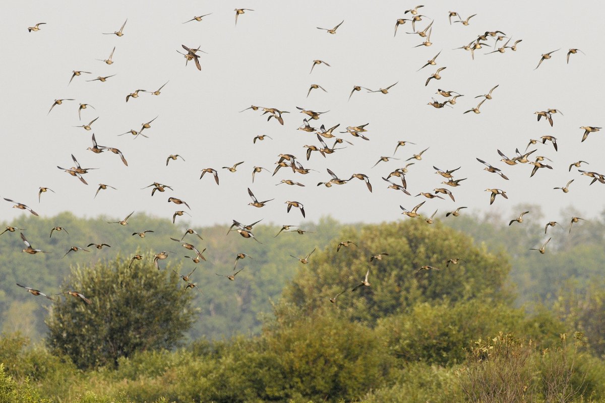 ducanada's tweet photo. It’s #WorldMigratoryBirdDay! 🌍🦆 Across the country, birds are on the move—and you can help us understand their journeys. Be a community scientist and add your bird sightings to our #DUCMigrationTracker on @inaturalist. 👉 https://t.co/wfUXAeIq0B #WMBD
📷: ©DUC/Chris Benson https://t.co/IJDdu3M0Ym