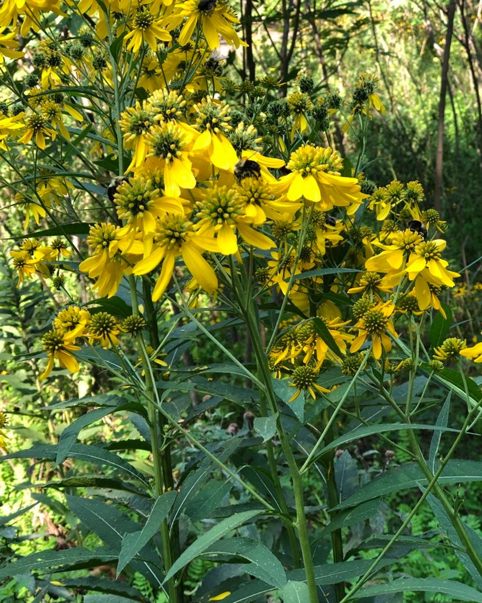A tall perennial with bright yellow flowers, Verbesina alternifolia, commonly known as Wingstem, brings vibrant late-summer color and impressive height to gardens. Growing up to 8 feet, it features unique wing-like ridges along its stems. (photo by Bob)

#nativeplants
