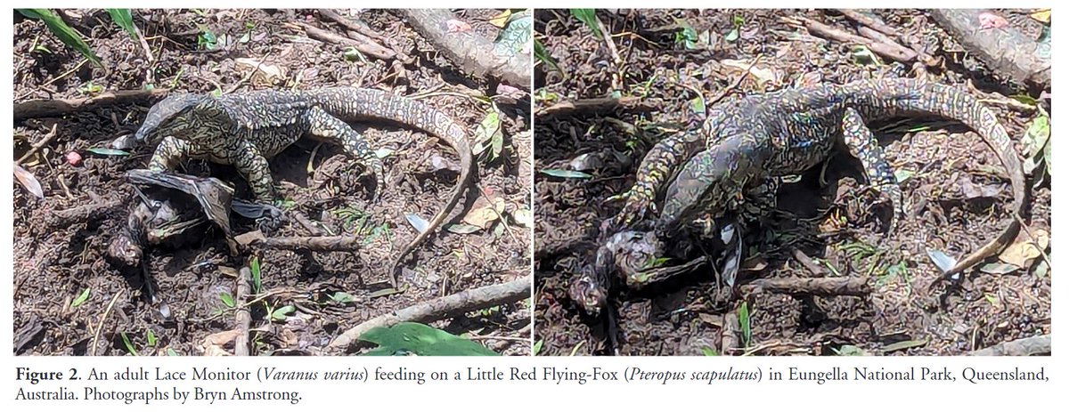 Reptiles and Amphibians Journal tweet media