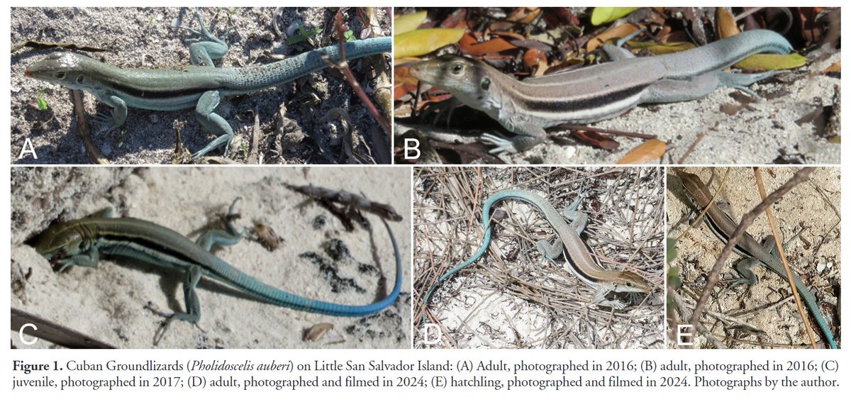 Reptiles and Amphibians Journal tweet media